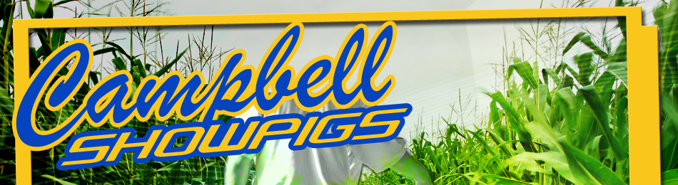 Campbell Showpigs